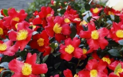 Yuletide Camellia Sasanqua - 2.5 Quart Pot -Garden & Outdoors Camellia Yuletide 34 1