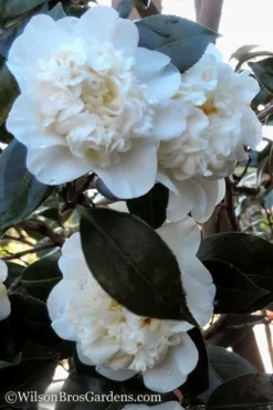 Fifth Avenue White Camellia Japonica - 1 Gallon Pot 8 Fifth Avenue White Camellia Japonica - 1 Gallon Pot -Garden & Outdoors Camellia fifth avenue 20