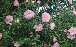 Cotton Candy Camellia Sasanqua - 1 Gallon Pot -Garden & Outdoors CamelliaCottonCandy 2