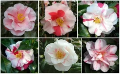 Lady Vansittart Multicolor Camellia Japonica - 1 Gallon Pot -Garden & Outdoors CamelliaLadyVasittart 2 1