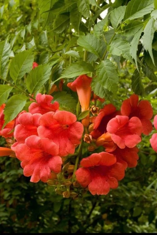 Balboa Sunset Trumpet Vine (Campsis Radicans) - 5 Gallon Pot 4 Balboa Sunset Trumpet Vine (Campsis Radicans) - 5 Gallon Pot - Image 4