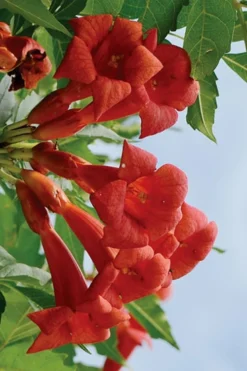 Balboa Sunset Trumpet Vine (Campsis Radicans) - 5 Gallon Pot 9 Balboa Sunset Trumpet Vine (Campsis Radicans) - 5 Gallon Pot -Garden & Outdoors Campsis Balboa Sunset 3
