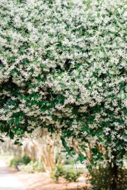 Madison Confederate Jasmine - 6 Pack Of 1 Gallon Pots -Garden & Outdoors Campsis Madame Galen 18