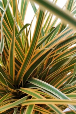 Evercolor Everglow Carex - 1 Gallon Pot -Garden & Outdoors Carex Evercolor Everglow 2