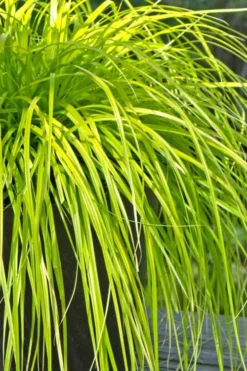 Evercolor Everillo Carex - 10 Pack Of Quart Pots