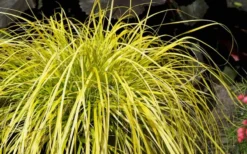 Evercolor Everillo Carex - 10 Pack Of Quart Pots -Garden & Outdoors Carex Everillo Plant 1