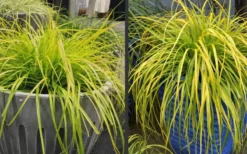 Evercolor Everillo Carex - 10 Pack Of Quart Pots -Garden & Outdoors Carex Everillo Plant Containers