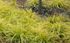 Evercolor Everillo Carex - 10 Pack Of Quart Pots -Garden & Outdoors Carex Everillo Plant Patch