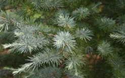 Patti Faye Deodar Cedar - 7 Gallon Pot -Garden & Outdoors Ceadr Deodar Patti Faye 6