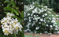 Acoma Weeping White Crape Myrtle - 1 Gallon Pot -Garden & Outdoors Crape Myrtle Acoma 3 1