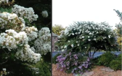 Acoma Weeping White Crape Myrtle - 1 Gallon Pot -Garden & Outdoors Crape Myrtle Acoma 4 1