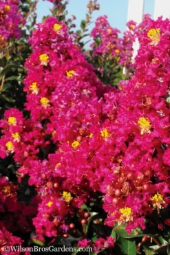 Berry Dazzle Dwarf Crape Myrtle - 2 Gallon Pot -Garden & Outdoors Crape Myrtle Berry Dazzle 11