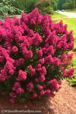 Berry Dazzle Dwarf Crape Myrtle - 2 Gallon Pot -Garden & Outdoors Crape Myrtle Berry Dazzle 14