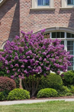 Catawba Purple Crape Myrtle - 1 Gallon Pot -Garden & Outdoors Crape Myrtle Catawba 5
