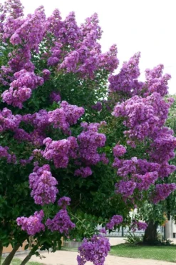 Catawba Purple Crape Myrtle - 1 Gallon Pot -Garden & Outdoors Crape Myrtle Catawba 500x750 1