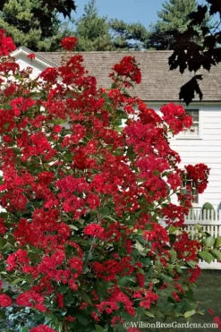 Colorama Scarlet Red Crape Myrtle - 5 Gallon Pot 7 Colorama Scarlet Red Crape Myrtle - 5 Gallon Pot -Garden & Outdoors Crape Myrtle Colorama Scarlet 1