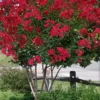 Colorama Scarlet Red Crape Myrtle - 7 Gallon Pot (3-4')
