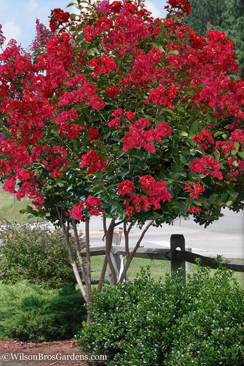 Colorama Scarlet Red Crape Myrtle - 7 Gallon Pot (3-4') 1 Colorama Scarlet Red Crape Myrtle - 7 Gallon Pot (3-4')