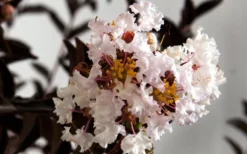 Delta Moonlight Crape Myrtle - 2 Gallon Pot 7 Delta Moonlight Crape Myrtle - 2 Gallon Pot -Garden & Outdoors Crape Myrtle Delta Moonlight