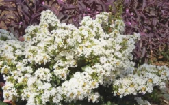 Diamond Dazzle Dwarf Crape Myrtle - 1 Gallon Pot 9 Diamond Dazzle Dwarf Crape Myrtle - 1 Gallon Pot -Garden & Outdoors Crape Myrtle Diamond Dazzle