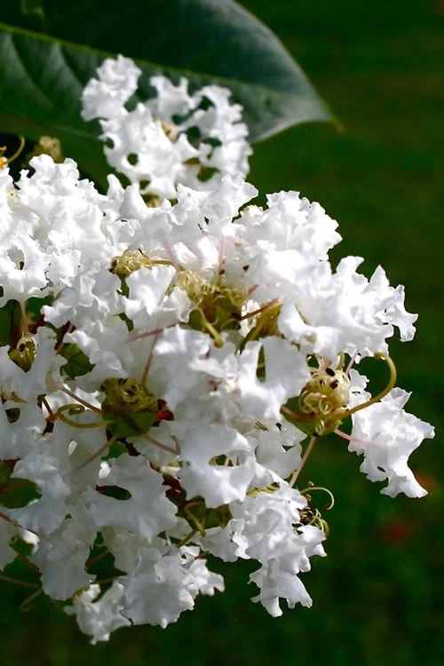 Diamond Dazzle Dwarf Crape Myrtle - 1 Gallon Pot 1 Diamond Dazzle Dwarf Crape Myrtle - 1 Gallon Pot
