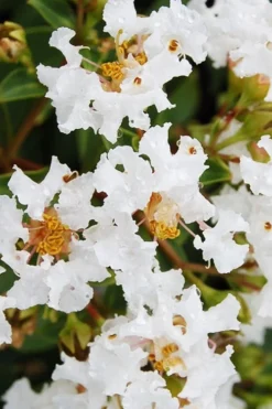 Diamond Dazzle Dwarf Crape Myrtle - 2 Gallon Pot 11 Diamond Dazzle Dwarf Crape Myrtle - 2 Gallon Pot -Garden & Outdoors Crape Myrtle Diamond Dazzle BS 1