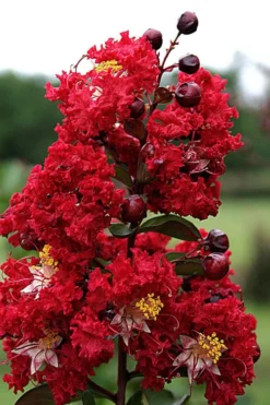 Dynamite Red Crape Myrtle - 7 Gallon Pot (3-4') 9 Dynamite Red Crape Myrtle - 7 Gallon Pot (3-4') -Garden & Outdoors Crape Myrtle Dynamite Rev 2 500x750 4