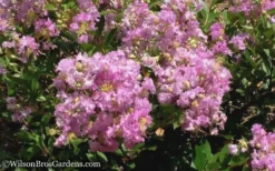 Early Bird Lavender Crape Myrtle - 3 Gallon Pot -Garden & Outdoors Crape Myrtle Early Bird Lavender 6