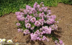 Early Bird Lavender Crape Myrtle - 3 Gallon Pot -Garden & Outdoors Crape Myrtle Early Bird Lavender 7