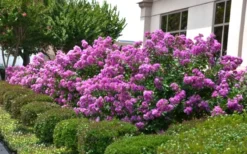 Early Bird Purple Crape Myrtle - 2 Gallon Pot 8 Early Bird Purple Crape Myrtle - 2 Gallon Pot -Garden & Outdoors Crape Myrtle Early Bird Purple 2