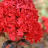 Ebony Flame Crape Myrtle - 3 Gallon Pot
