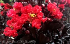 Ebony Flame Crape Myrtle - 3 Gallon Pot -Garden & Outdoors Crape Myrtle Ebony Flame