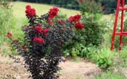Ebony Flame Crape Myrtle - 3 Gallon Pot -Garden & Outdoors Crape Myrtle Ebony Flame Tree
