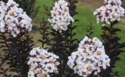 Ebony & Ivory Crape Myrtle - 3 Gallon Pot -Garden & Outdoors Crape Myrtle Ebony Ivory 2