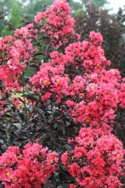 Midnight Magic Crape Myrtle (Multi Trunk) - 7 Gallon Pot -Garden & Outdoors Crape Myrtle Midnight Magic 1