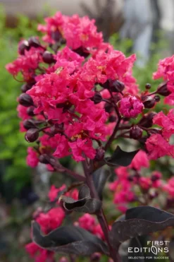 Midnight Magic Crape Myrtle (Multi Trunk) - 7 Gallon Pot -Garden & Outdoors Crape Myrtle Midnight Magic 2