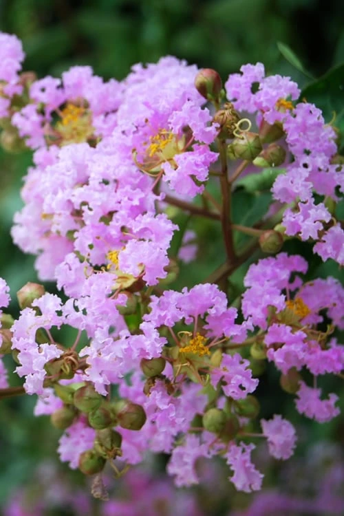 Muskogee Lavender Crape Myrtle - 5 Gallon Pot -Garden & Outdoors Crape Myrtle Muskgogee BS 1