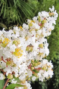 Natchez White Crape Myrtle Tree (Single Trunk) - 5 Gallon Pot -Garden & Outdoors Crape Myrtle Natchez 11
