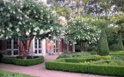 Natchez White Crape Myrtle (Multi Trunk) - 7 Gallon Pot (3-4') -Garden & Outdoors Crape Myrtle Natchez 13 2