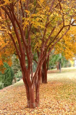 Natchez White Crape Myrtle (Multi Trunk) - 7 Gallon Pot (4-5') 10 Natchez White Crape Myrtle (Multi Trunk) - 7 Gallon Pot (4-5') -Garden & Outdoors Crape Myrtle Natchez 17 1