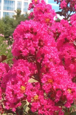 Pink Velour Crape Myrtle Tree - 3 Gallon Pot 9 Pink Velour Crape Myrtle Tree - 3 Gallon Pot -Garden & Outdoors Crape Myrtle Pink Velour 12