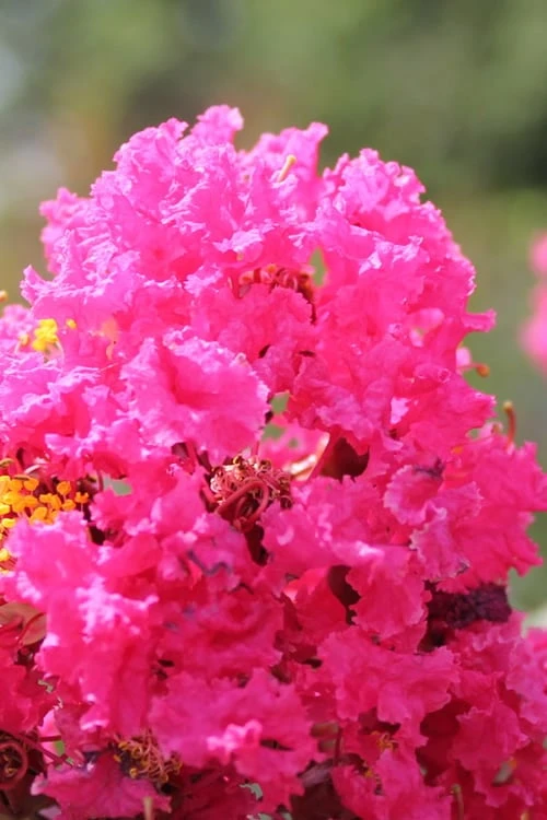 Pink Velour Crape Myrtle Tree - 3 Gallon Pot 4 Pink Velour Crape Myrtle Tree - 3 Gallon Pot - Image 4