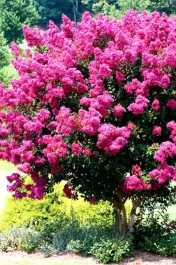 Pink Velour Crape Myrtle Tree - 3 Gallon Pot