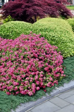 Pocomoke Dwarf Crape Myrtle - 6 Pack Of 1 Gallon Pots -Garden & Outdoors Crape Myrtle Pocomoke 27 1