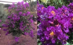 Purple Magic Crape Myrtle - 3 Gallon Pot -Garden & Outdoors Crape Myrtle Purple Magic 12 1