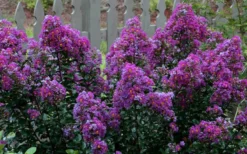Purple Magic Crape Myrtle Tree (Multi Trunk) - 7 Gallon Pot -Garden & Outdoors Crape Myrtle Purple Magic 13