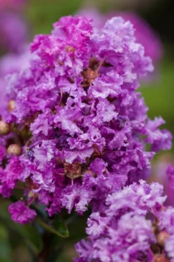 Purple Magic Crape Myrtle Tree (Single Trunk) - 7 Gallon Pot (6-7') 8 Purple Magic Crape Myrtle Tree (Single Trunk) - 7 Gallon Pot (6-7') -Garden & Outdoors Crape Myrtle Purple Magic 20 500x750 1