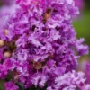 Purple Magic Crape Myrtle - 3 Gallon Pot