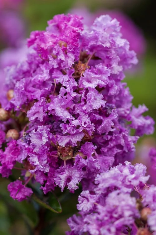 Purple Magic Crape Myrtle - 3 Gallon Pot -Garden & Outdoors Crape Myrtle Purple Magic 20 500x750 3