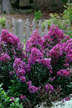 Purple Magic Crape Myrtle - 3 Gallon Pot -Garden & Outdoors Crape Myrtle Purple Magic 500x750 1